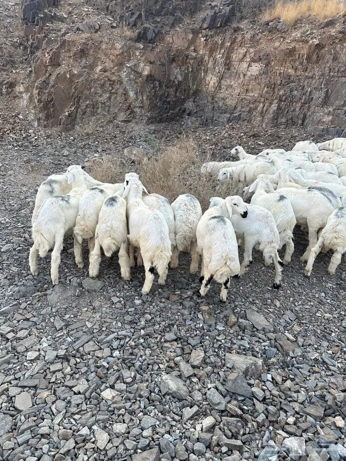 طليان للبيع 0