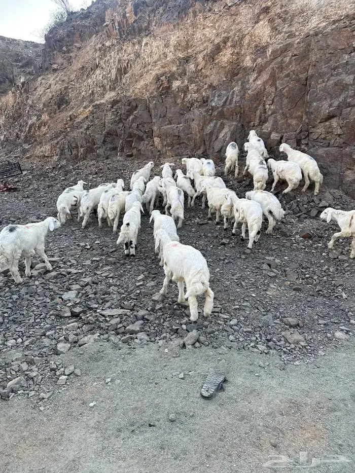 طليان للبيع 8