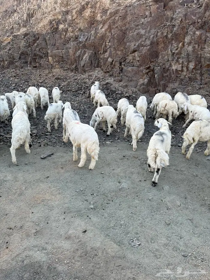 طليان للبيع 11