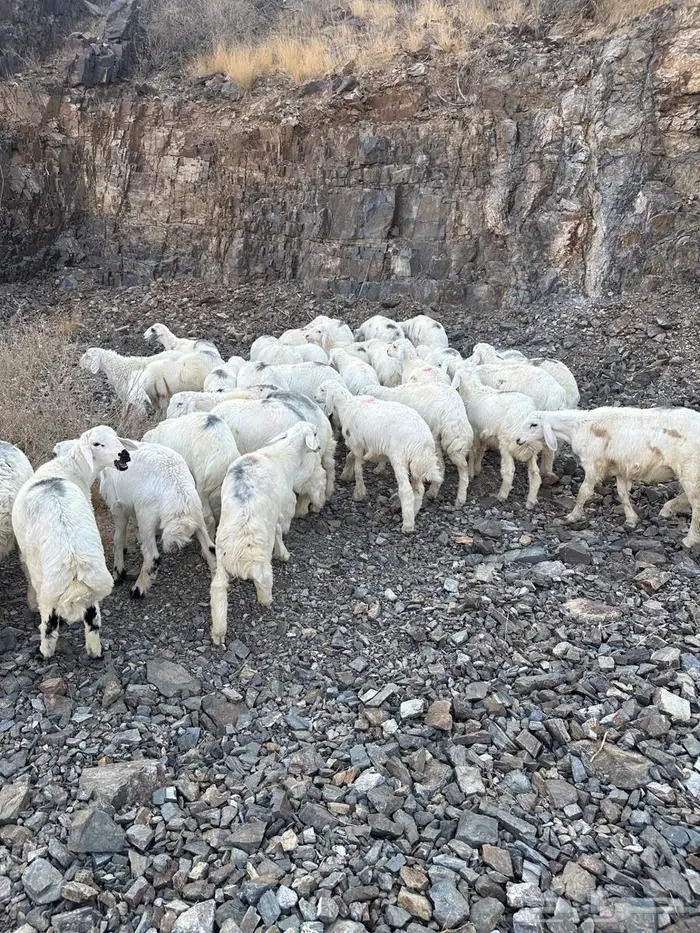 طليان للبيع 1