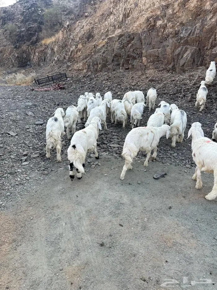 طليان للبيع 10