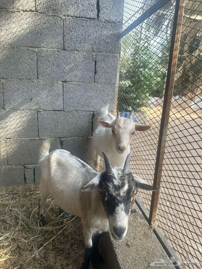 ماعز قزم دافع وضريع مع الفحل 2