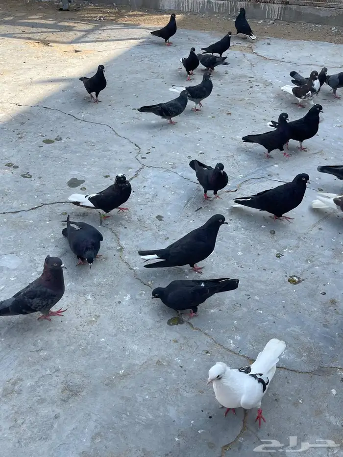 حمام قلابي قطيفي 0