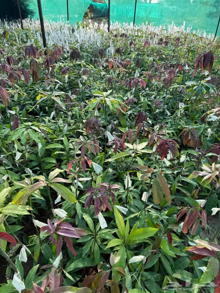 مانجو جيزان مضمون 0