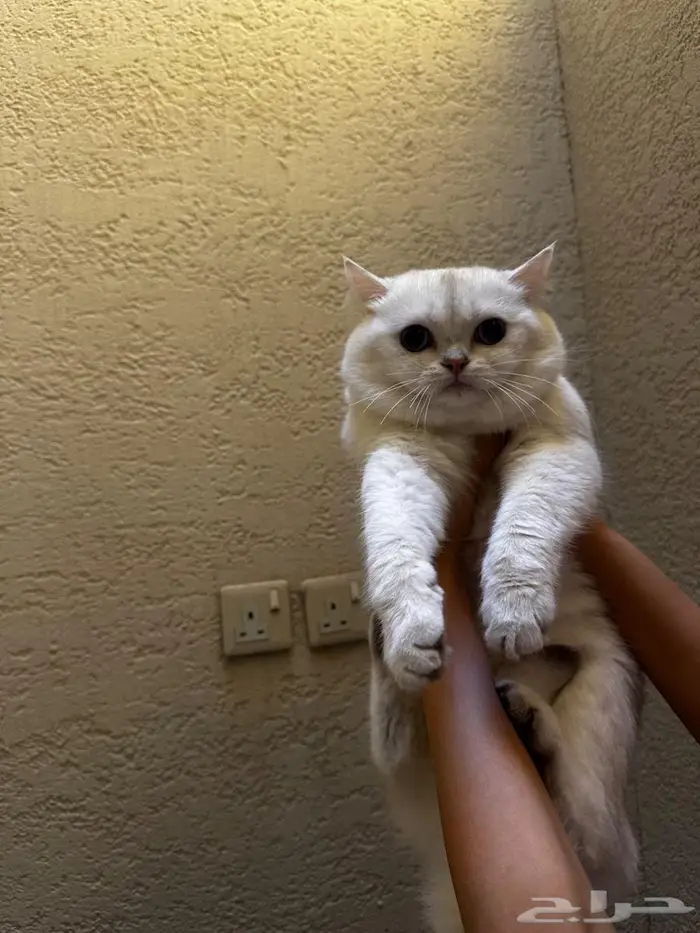 قط ذكر للبيع لمحبين الإنتاج 2