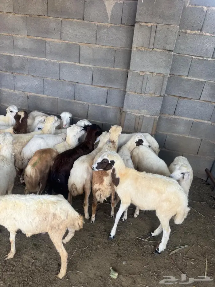 خرفان بلدي تربية 2