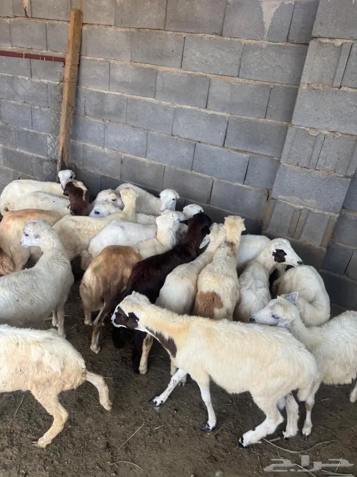 خرفان بلدي تربية 0