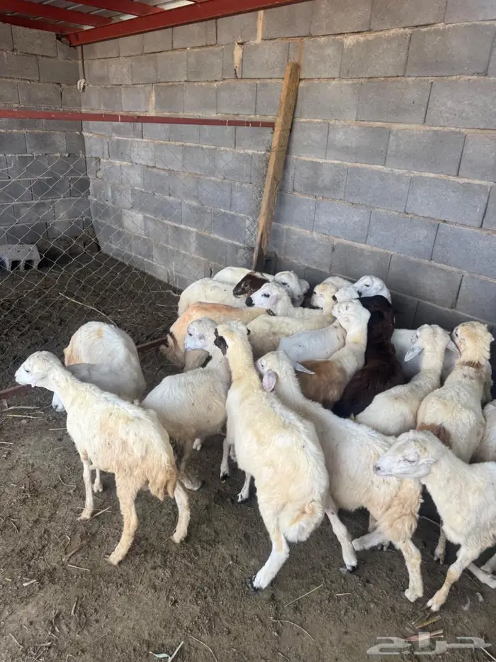 خرفان بلدي تربية 3