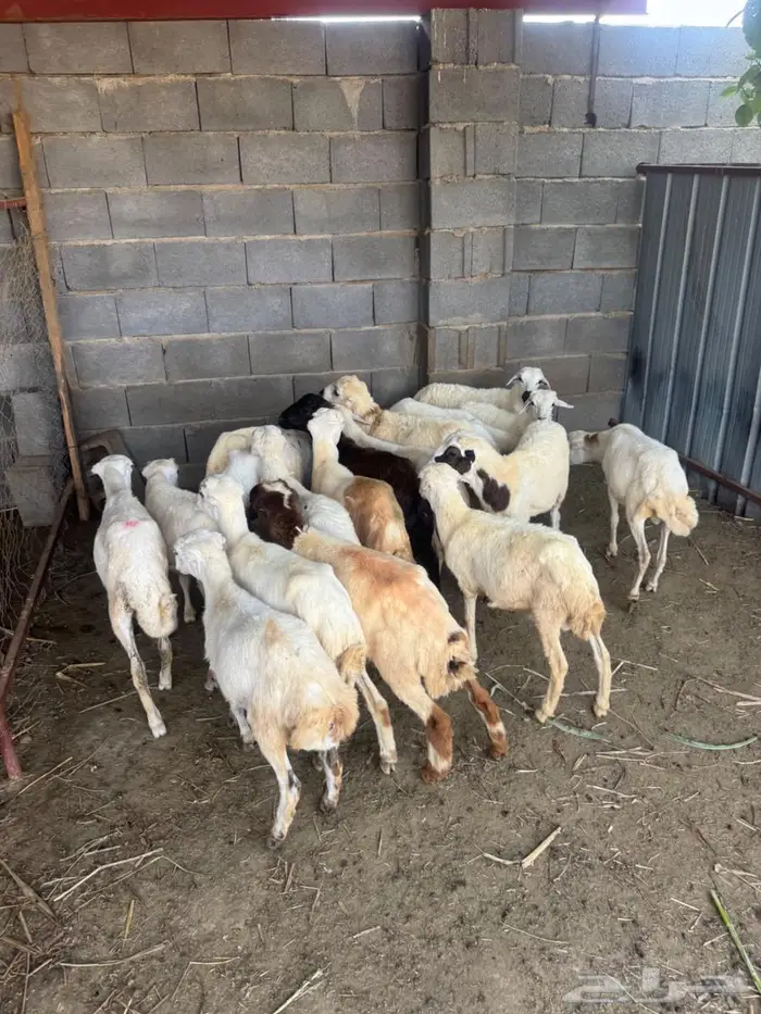 خرفان بلدي تربية 4