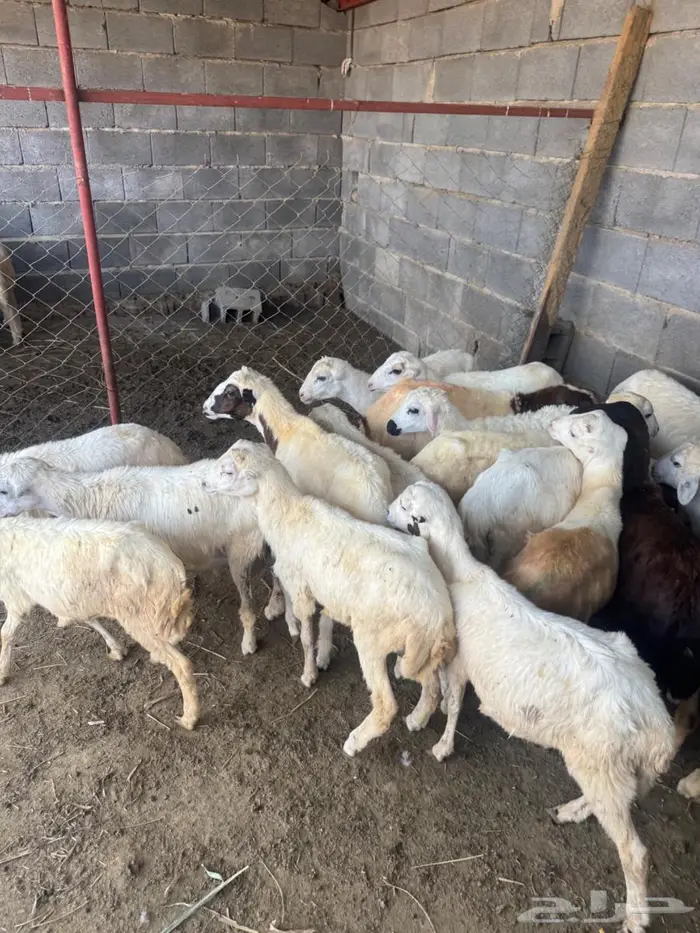 خرفان بلدي تربية 5