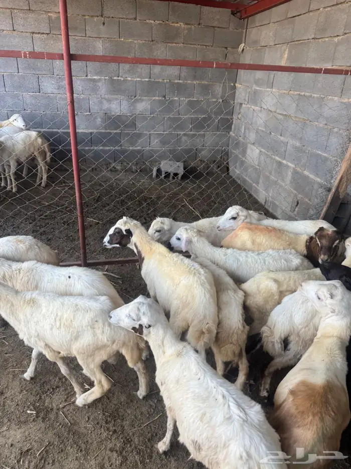 خرفان بلدي تربية 7