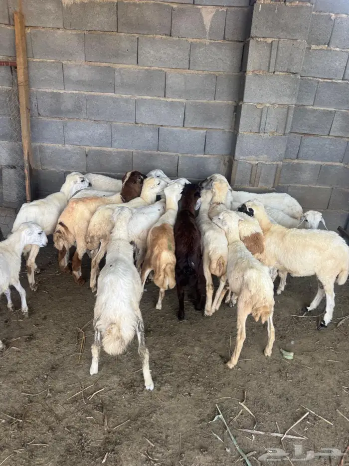 خرفان بلدي تربية 1