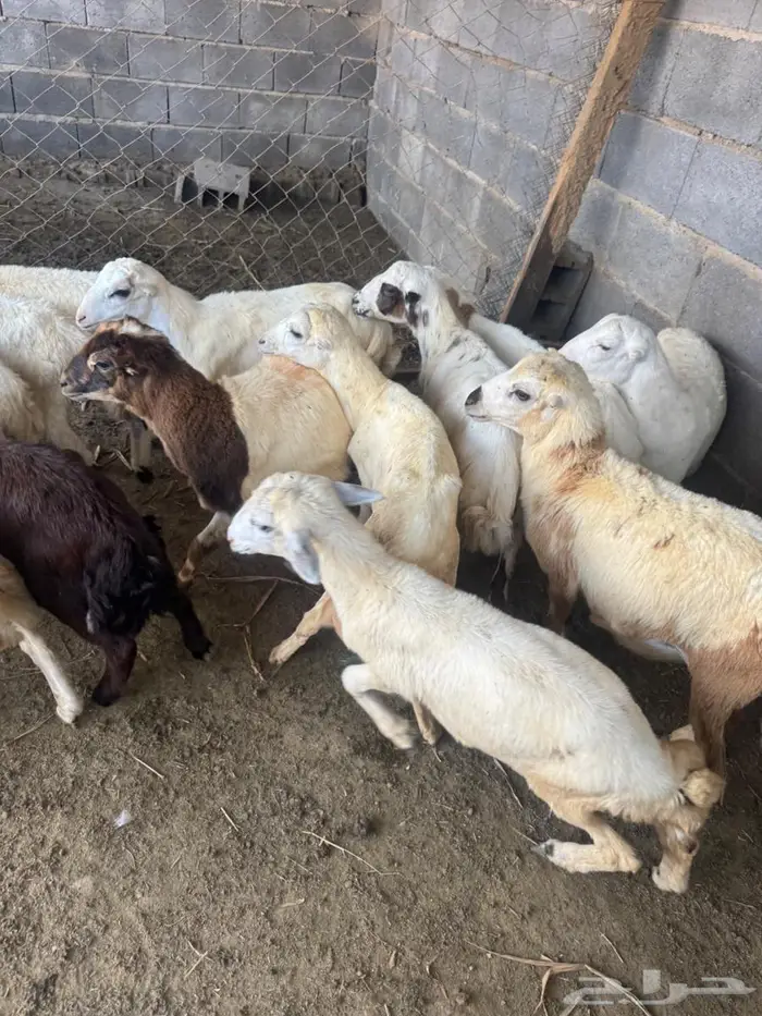 خرفان بلدي تربية 6