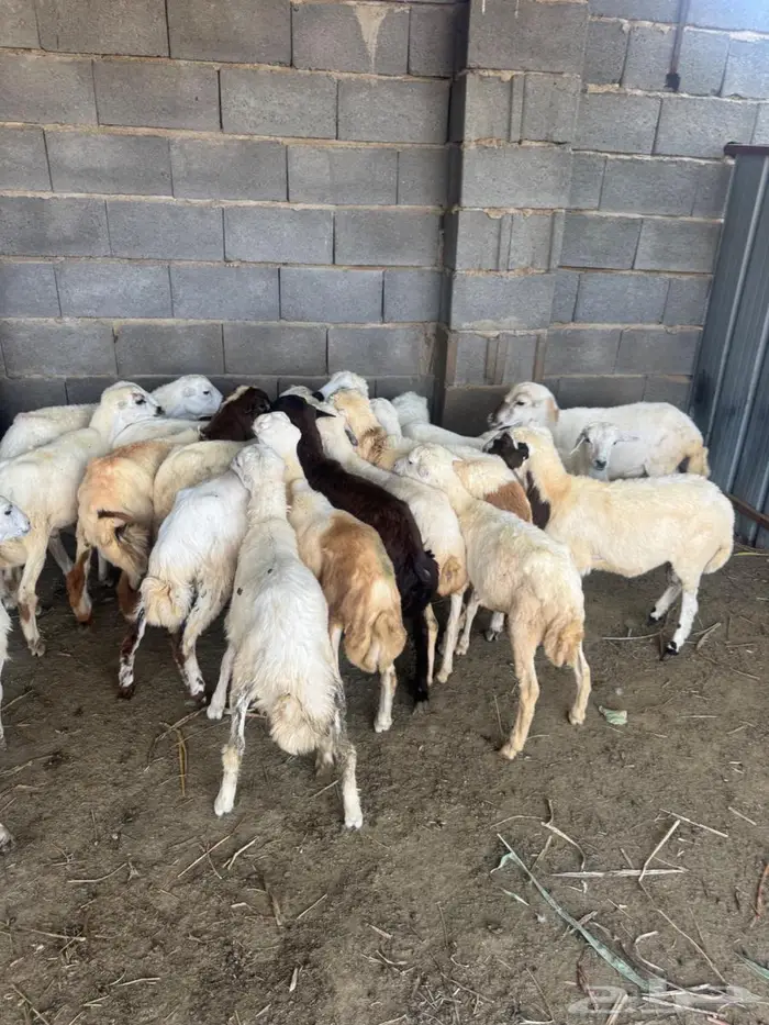 خرفان بلدي تربية 8