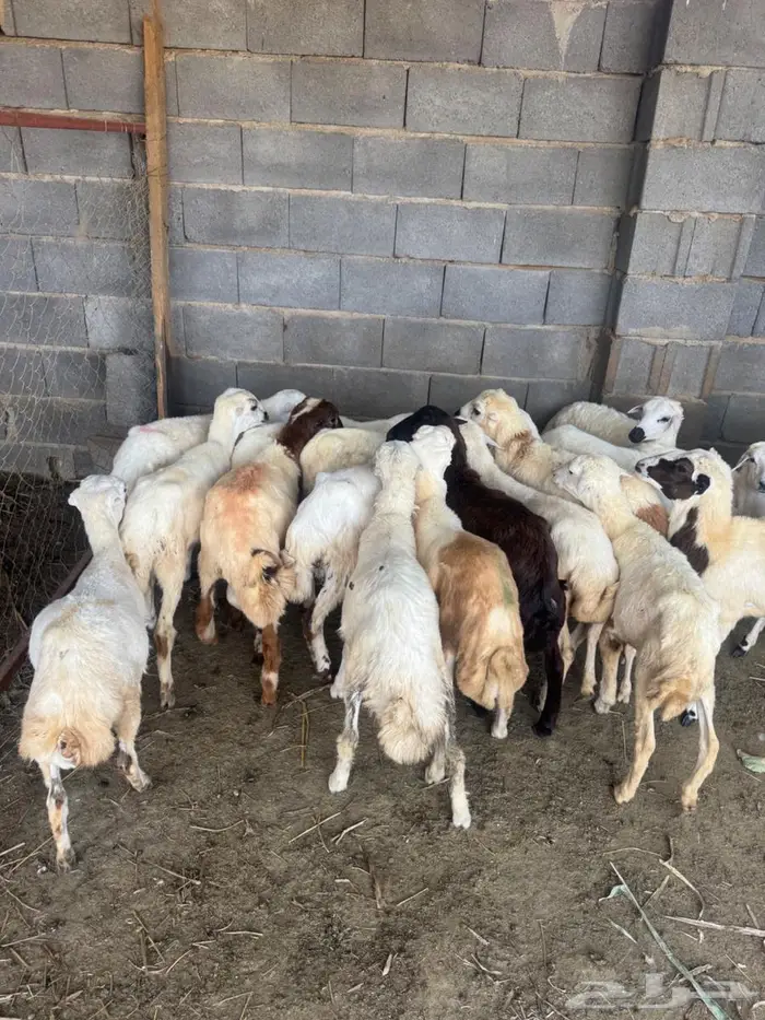 خرفان بلدي تربية 9