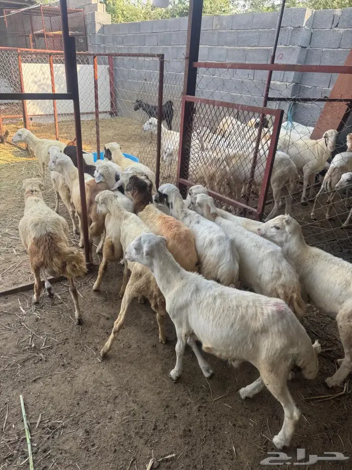 خرفان بلدي تربية 10