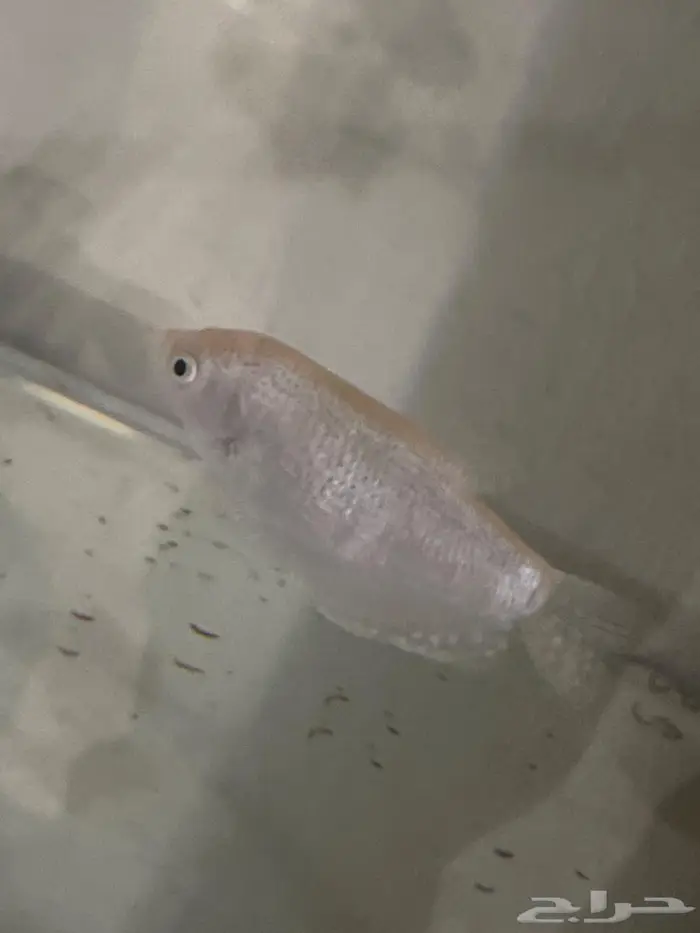 سمك غورامي فضية (Silver Gouram) 2