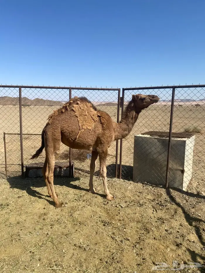 بكره مفروده جزر او مقنوي طيبه 1