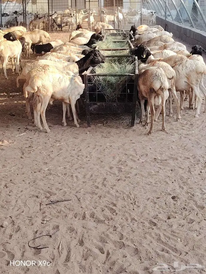 برابر و تيوس صوماليه جذعان و ثنيان للبيع 2