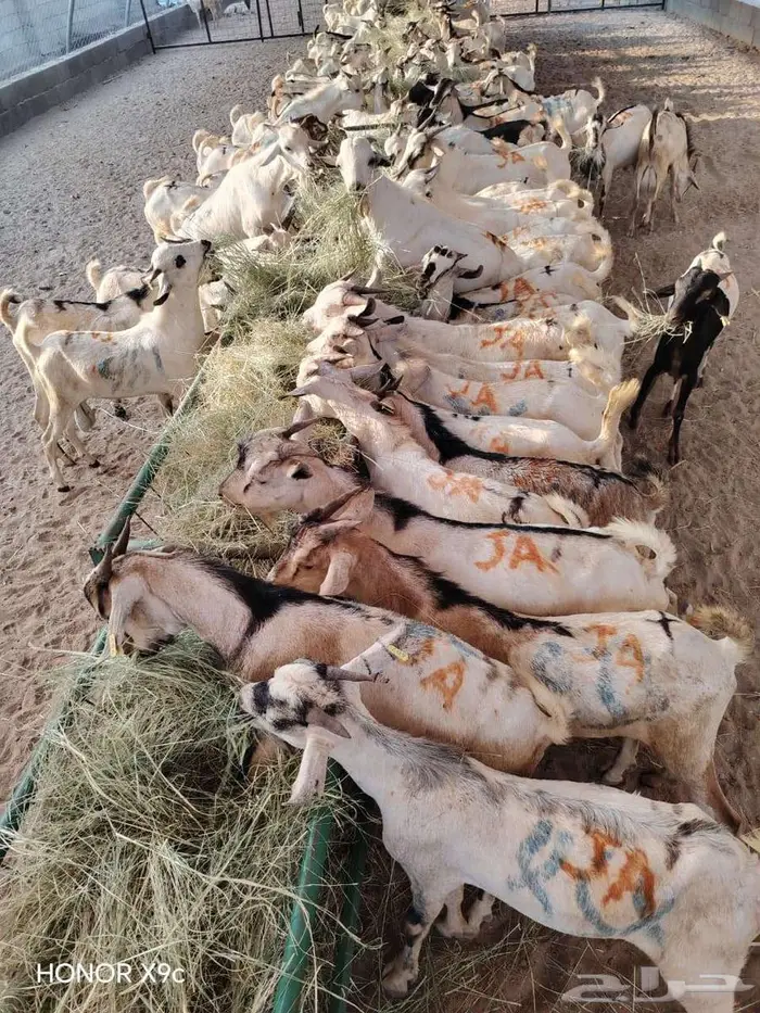 برابر و تيوس صوماليه جذعان و ثنيان للبيع 1