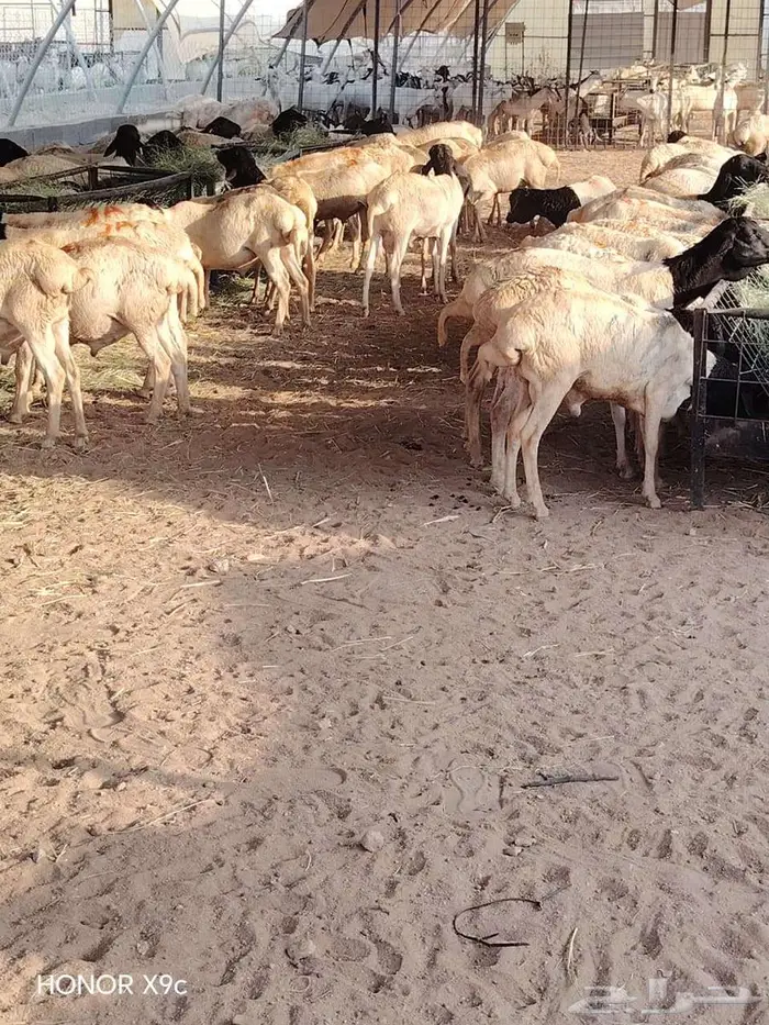 برابر و تيوس صوماليه جذعان و ثنيان للبيع 0