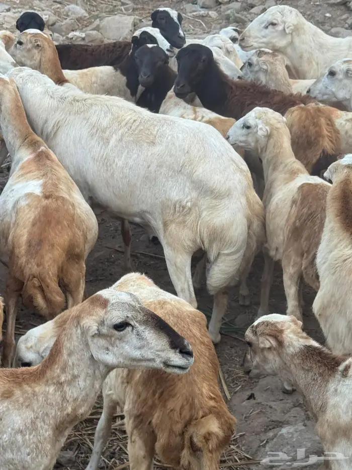 فحل بلدي فاخر 0