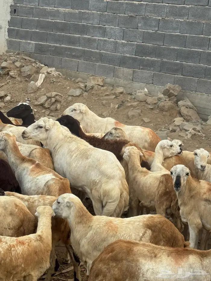 فحل بلدي فاخر 1