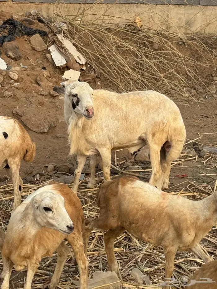 فحل بلدي فاخر 3