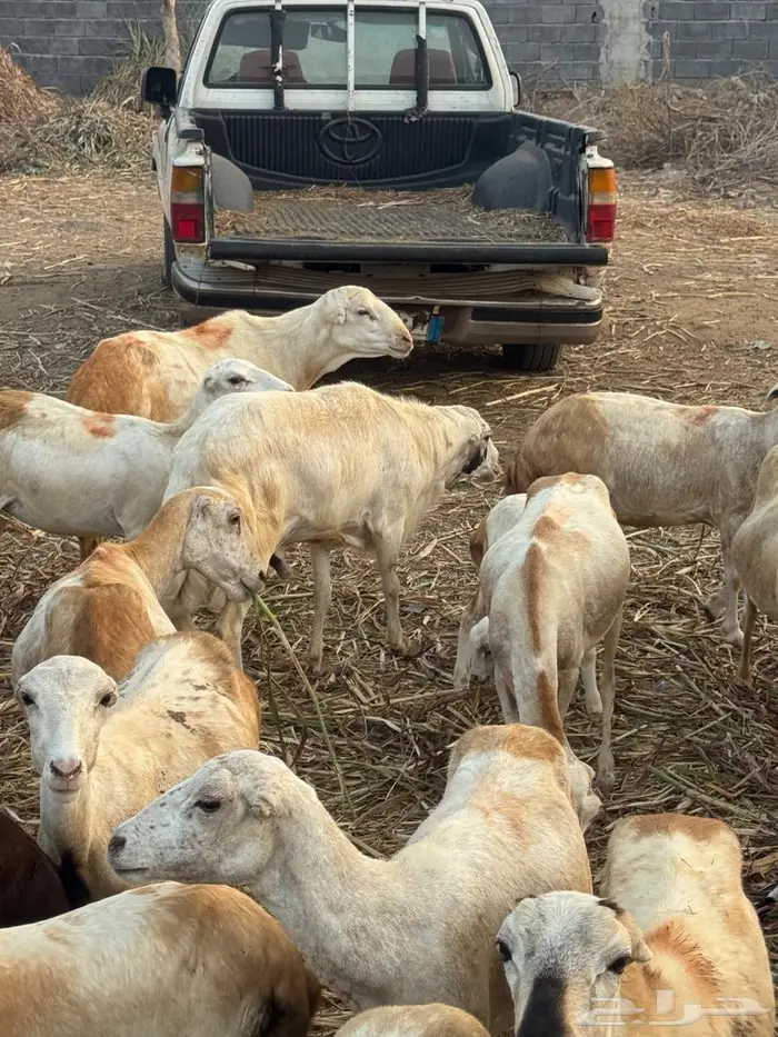 فحل بلدي فاخر 4