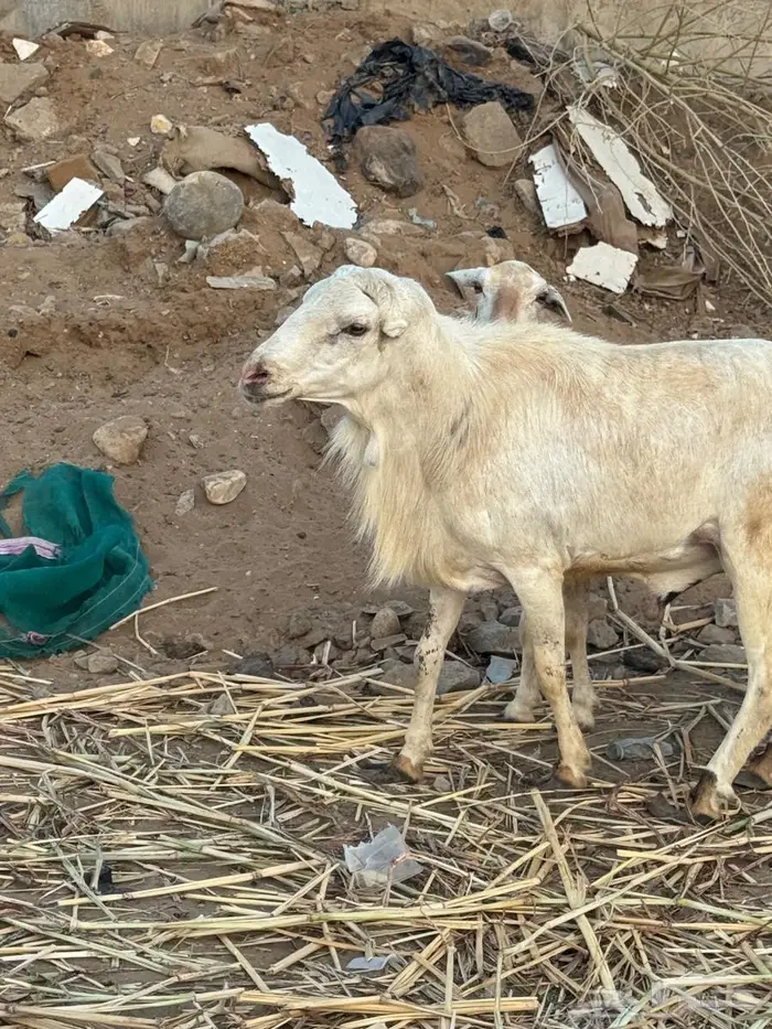 فحل بلدي فاخر 2