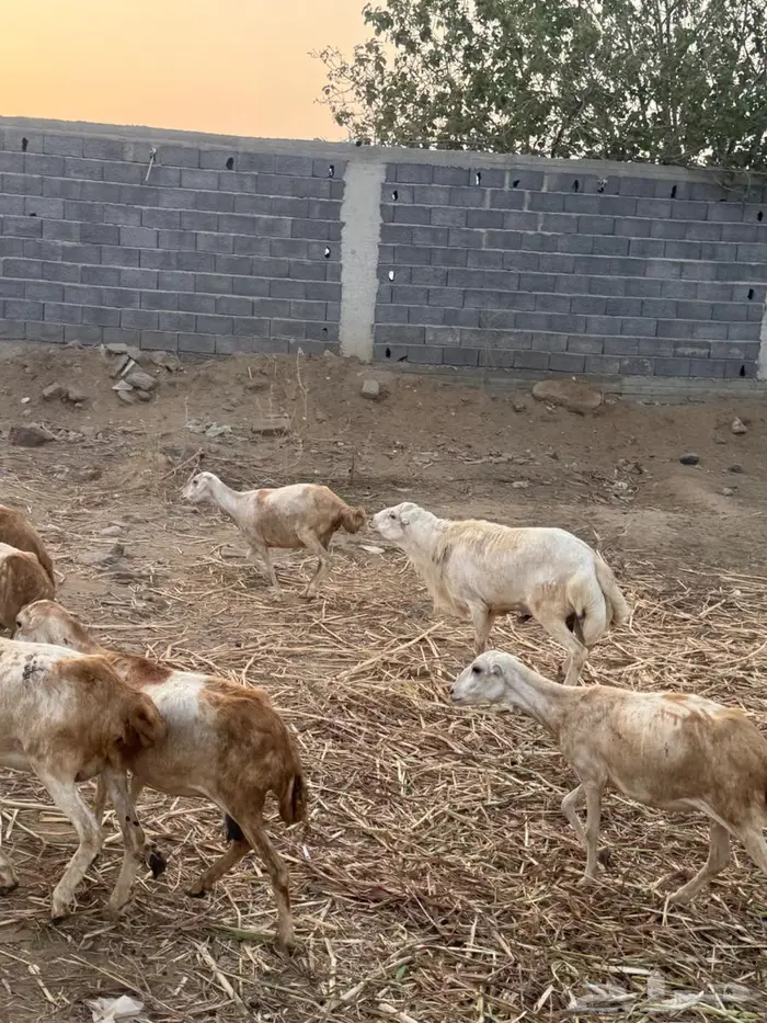 فحل بلدي فاخر 6