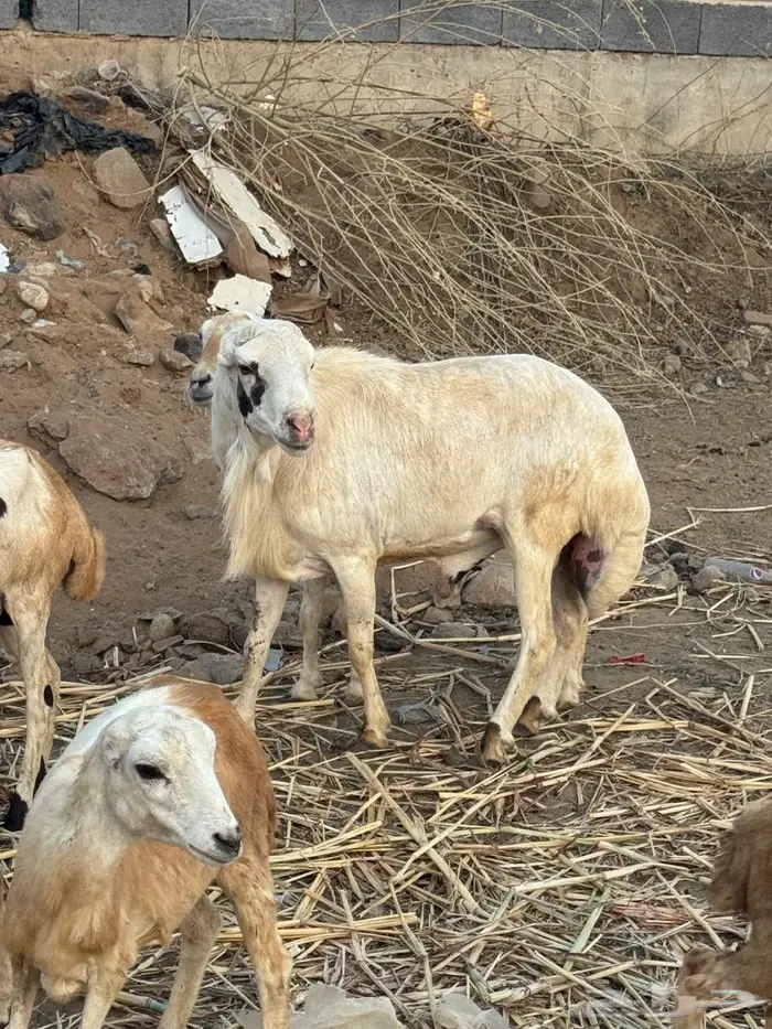 فحل بلدي فاخر 5