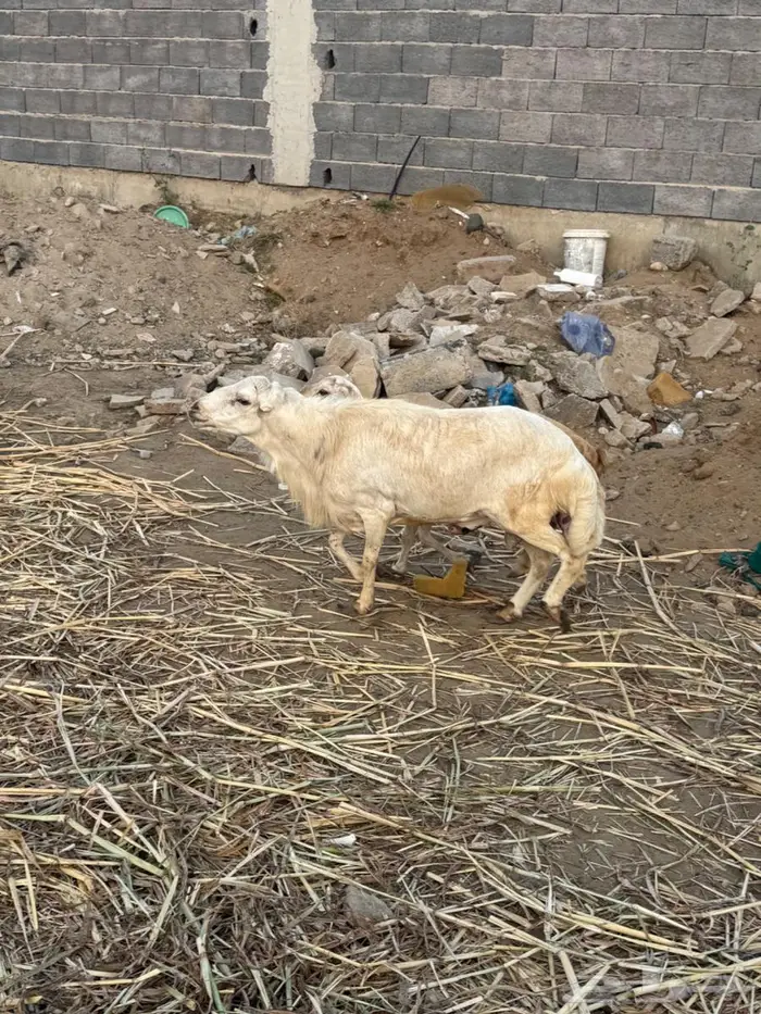 فحل بلدي فاخر 7