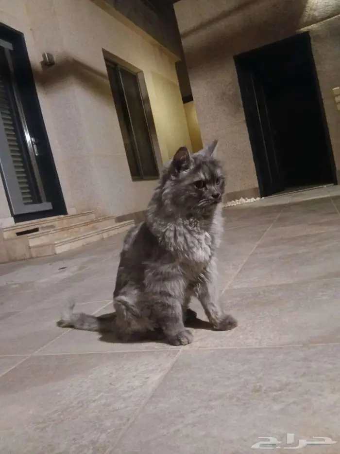 قط للبيع بالرياض مع مستلزماته 6