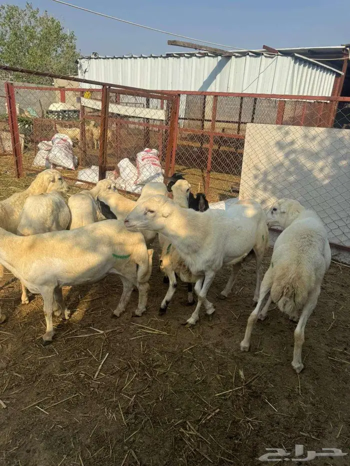 خرفان ذبائح وتربية بلدي 4