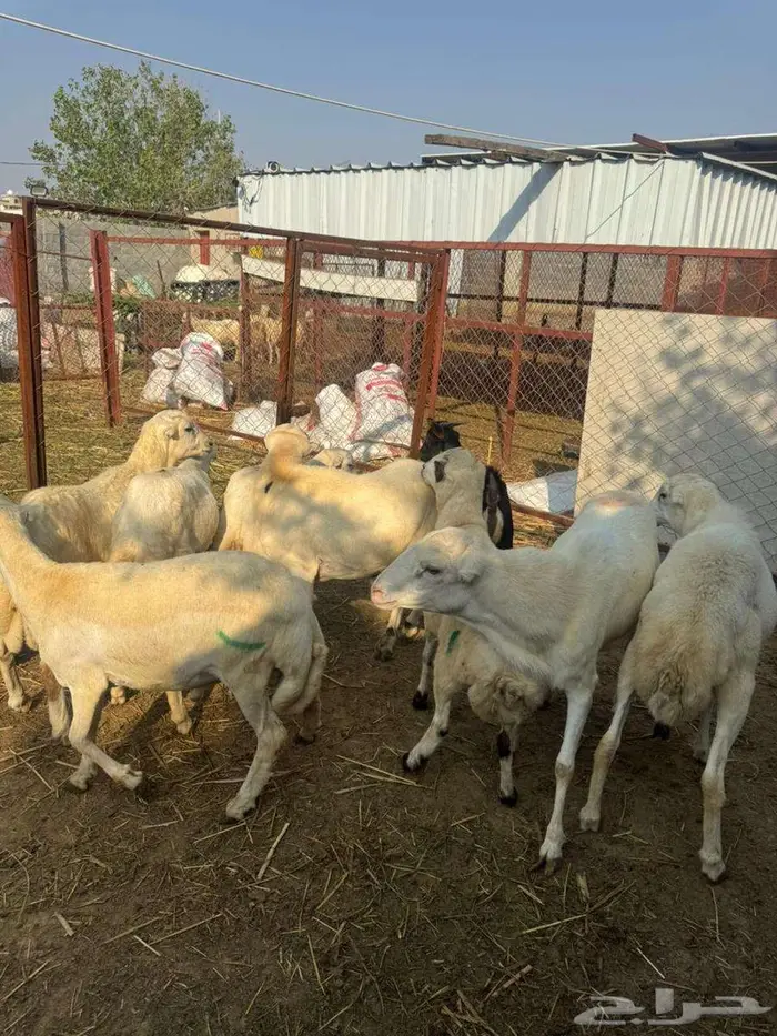 خرفان ذبائح وتربية بلدي 5