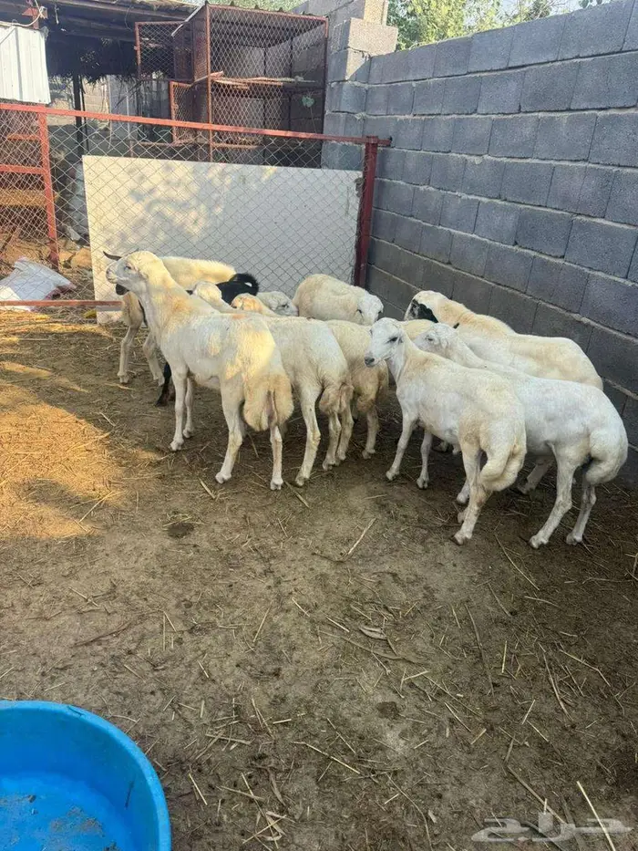 خرفان ذبائح وتربية بلدي 0