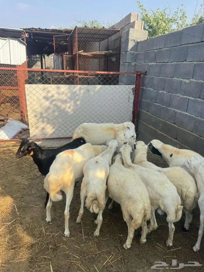 خرفان ذبائح وتربية بلدي 9