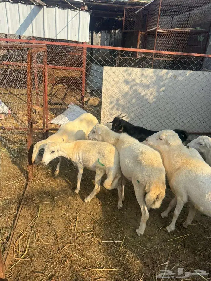 خرفان ذبائح وتربية بلدي 2