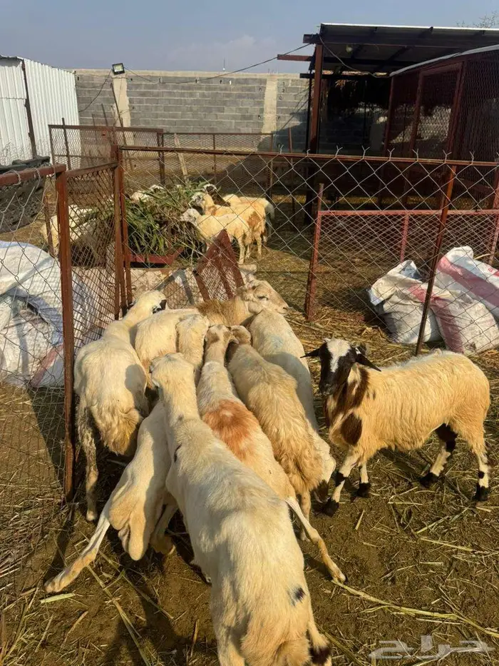 خرفان ذبائح وتربية بلدي 3