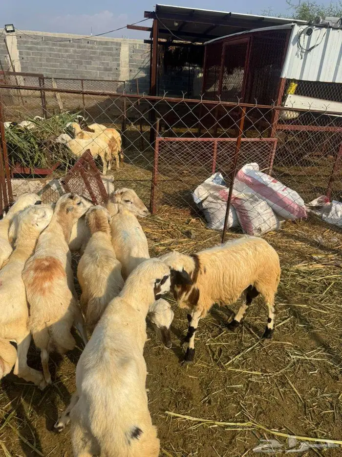 خرفان ذبائح وتربية بلدي 6
