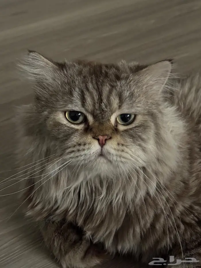 قط مفقود حي محاسن ارامكو 0