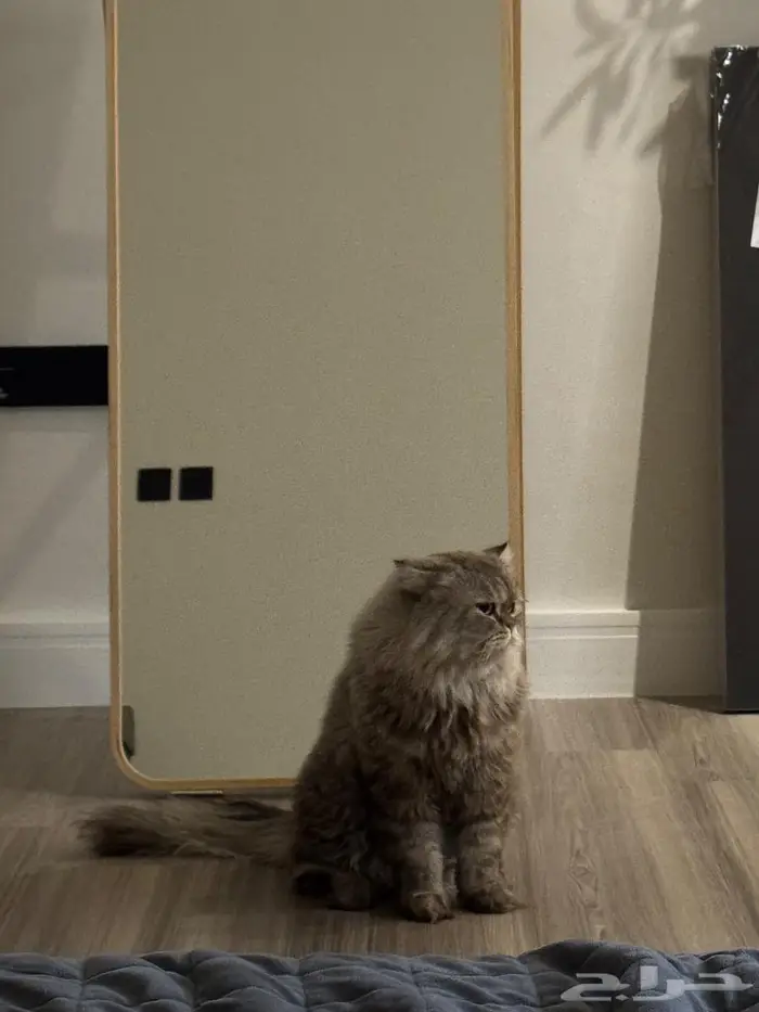 قط مفقود حي محاسن ارامكو 1