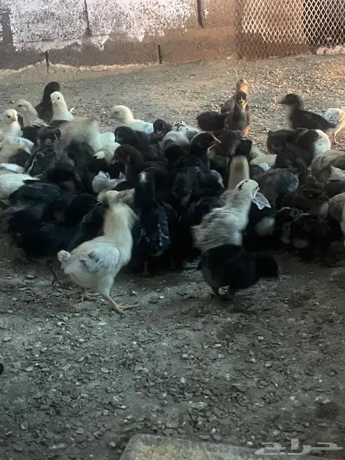 صوص بلد للبيع 0