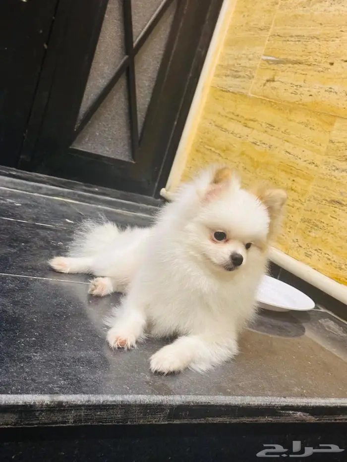 كلب بومرينيان تي كوب 1