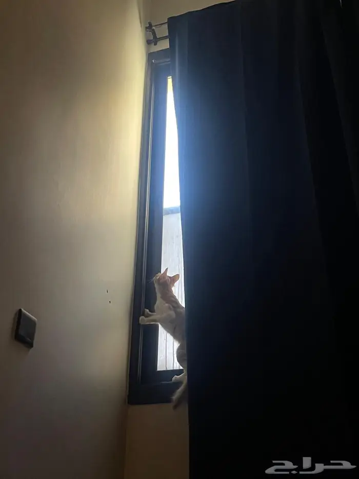 ليلى (قطة للتبني) Laila (Cat for adoption) 1