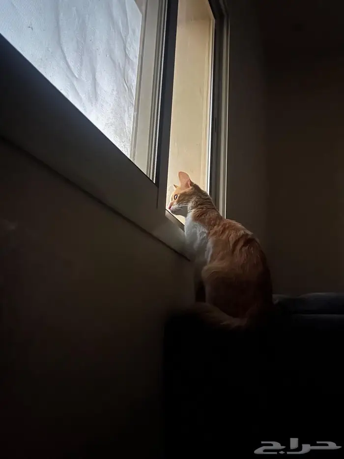 ليلى (قطة للتبني) Laila (Cat for adoption) 5