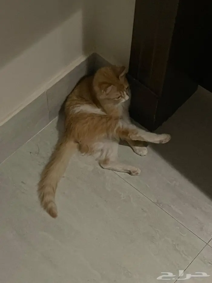 ليلى (قطة للتبني) Laila (Cat for adoption) 7