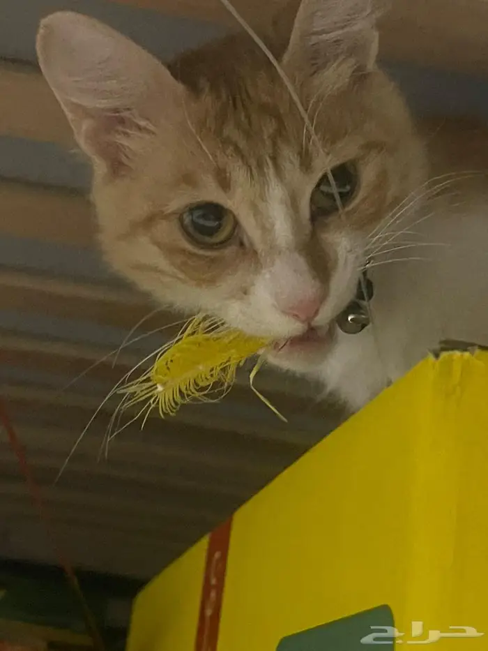 ليلى (قطة للتبني) Laila (Cat for adoption) 3