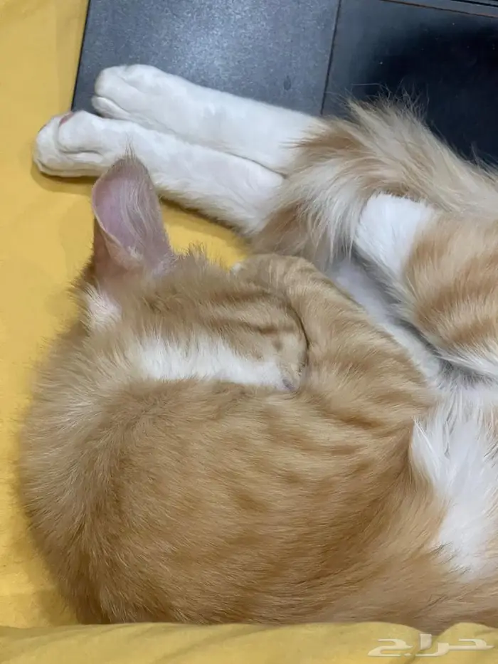 ليلى (قطة للتبني) Laila (Cat for adoption) 8